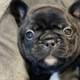 French Bulldogs from Ruffhausen Frenchies