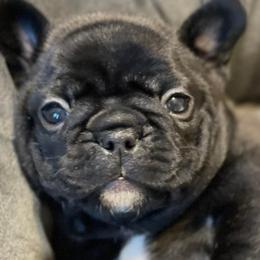 French Bulldogs from Ruffhausen Frenchies