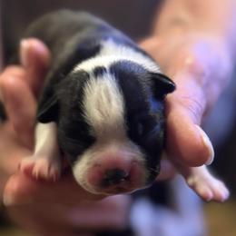 Jan - Black and white female Boston Terrier puppy in Covington, Georgia from Tuxedo Bostons of Atlanta