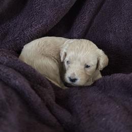 Bean - Cream female Goldendoodle puppy in Waynesboro, Virginia from Forest Creek Kennel