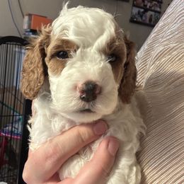 Jack (Blue collar boy) - Cream male Cavapoo puppy in Eagle Mountain, Utah from Liberty Farms Puppies