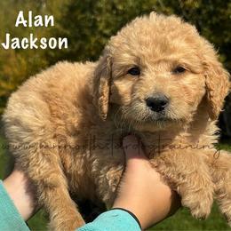 Alan Jackson - Cream male Goldendoodle puppy in Lancaster, Minnesota from North Star Dog Training