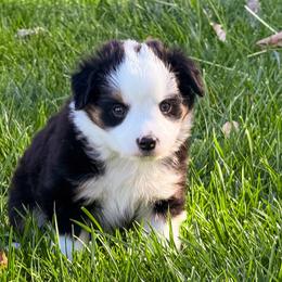 Pepper - Black tri female Miniature Australian Shepherd puppy in Blackfoot, Idaho from Bellewynd Acres