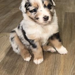 Rebecca - Blue merle female Toy Australian Shepherd puppy in Bogata, Texas from Maple Creek Run