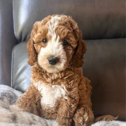 Shiloh - Red  female Goldendoodle puppy in Knoxville, Tennessee from Graystone Doodles