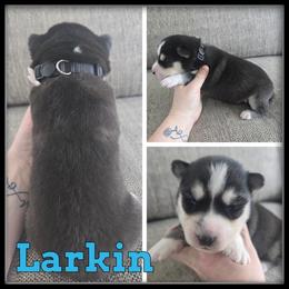 Larkin - Black and white male Siberian Husky puppy in Wheeler, Michigan from Haase Family Kennels