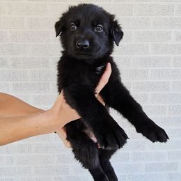 Meg - Black female German Shepherd puppy in Winston Salem, North Carolina from Samtastic Shepherds