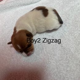 Boy 2. - Brown and white male Jack Russell Terrier puppy in Greeneville, Tennessee from Wampler Jacks