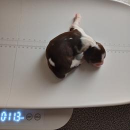 English Springer Spaniel Puppies from IV Springers of California