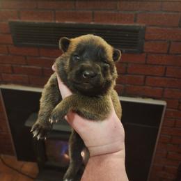 Wilma - Sable female German Shepherd puppy in Hope, Idaho from Fyrestorm Shepherds