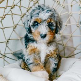 Autumn - female Australian Mountain Doodle puppy in Spanish Fork, Utah from K Brand Doodles