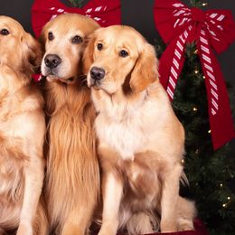 Golden Retrievers from Coralace Goldens