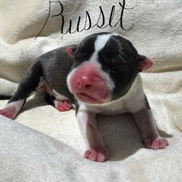 Russet - Seal brown male American Pit Bull Terrier puppy in Nine Mile Falls, Washington from Bartin Kennels