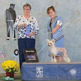 Dharma - Chinese Crested
