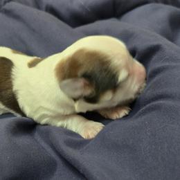 London - Red male Havanese puppy in Silver Spring, Maryland from GoldDust Havanse
