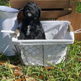 Sheepadoodle Puppies from Primrose Cottage Puppies