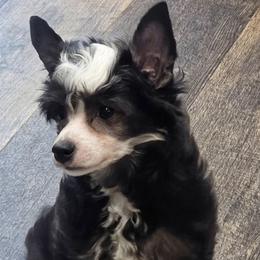 Matteo - Black and white male Chinese Crested puppy in Hernando, Florida from Bent Oak Chinese Cresteds