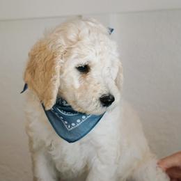 Goldendoodle Puppies from Penny Lou’s Doodles