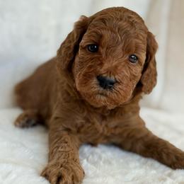 Raspberry (15 lbs full grown) - Red  female Goldendoodle puppy in Phelan, California from High Desert Doodles - the original