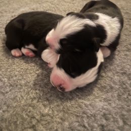 Australian Shepherd Puppies from Lil Klimuk's Australian Shepherds