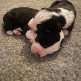 Australian Shepherd Puppies from Lil Klimuk's Australian Shepherds