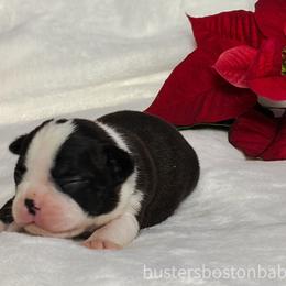 Boston Terrier Puppies from Buster’s Boston Babes