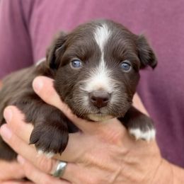 Kindle - Red & white female Australian Shepherd puppy in Nicholasville, Kentucky from Sugar Creek Aussies