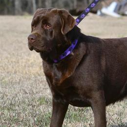 Thor - Labrador Retriever