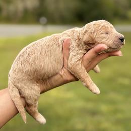 Coming Soon - Apricot male Poodle puppy in Spring Hill, Florida from Lecanto Puppy