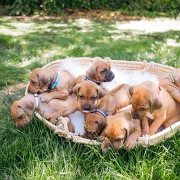 Rhodesian Ridgeback Puppies from Alta Ridgebacks