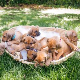 Rhodesian Ridgeback Puppies from Alta Ridgebacks