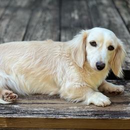 Buppy - Dachshund