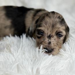 Alfie - Dapple male Dachshund puppy in Goodyear, Arizona from D&C Royal Dachshunds LLC