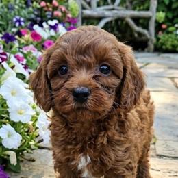 Grace - Red female Cavapoo puppy in Chattanooga, Tennessee from Scenic City Doodles