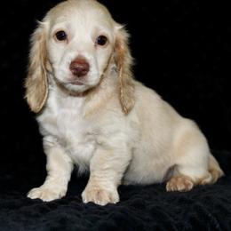 Hallow - Cream female Dachshund puppy in Powderly, Texas from Kuttin’ Up Mini Aussies