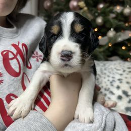 Frankincense - Black white and tan male English Springer Spaniel puppy in Battle Creek, Michigan from Eden Springer Spaniels