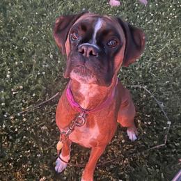 Willow - Boxer
