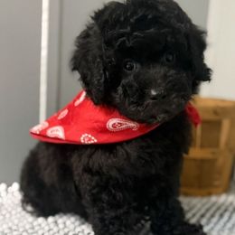 Michelangelo - Black male Poodle puppy in Saint Cloud, Florida from Rising Star Kennels