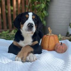 Greater Swiss Mountain Dogs from Hilltop Swissys