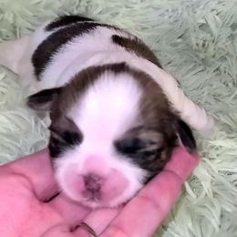 Girl 2 - Liver and white female Shih Tzu puppy in Bishop, California from Shih Tzu G-ma