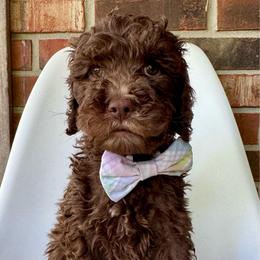 Pancake - Chocolate male Goldendoodle puppy in Pulaski, Tennessee from Doodle My Heart