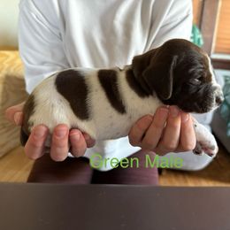 German Shorthaired Pointer Puppies from Bernardonis
