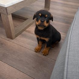 Olex - Black and mahogany male Rottweiler puppy in Denver, Colorado from DR