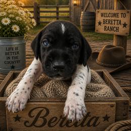 German Shorthaired Pointer Puppies from Lisa’s GSP’s