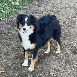 Faith - Miniature Australian Shepherd