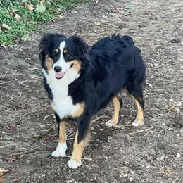 Faith - Miniature Australian Shepherd