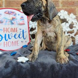 Peeves - Brindle male Great Dane puppy in Arlington, Texas from Scoober Danes