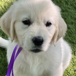 Girl 1 - female Golden Retriever puppy in Lawrenceburg, Tennessee from Summerland Goldens