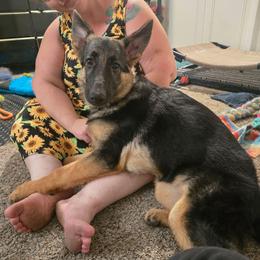 Nova - Black and tan female German Shepherd puppy in Blackfoot, Texas from Pheonix Farm