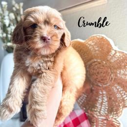 Crumble - Caramel male Australian Labradoodle puppy in Palmdale, California from Heavenly Doodles